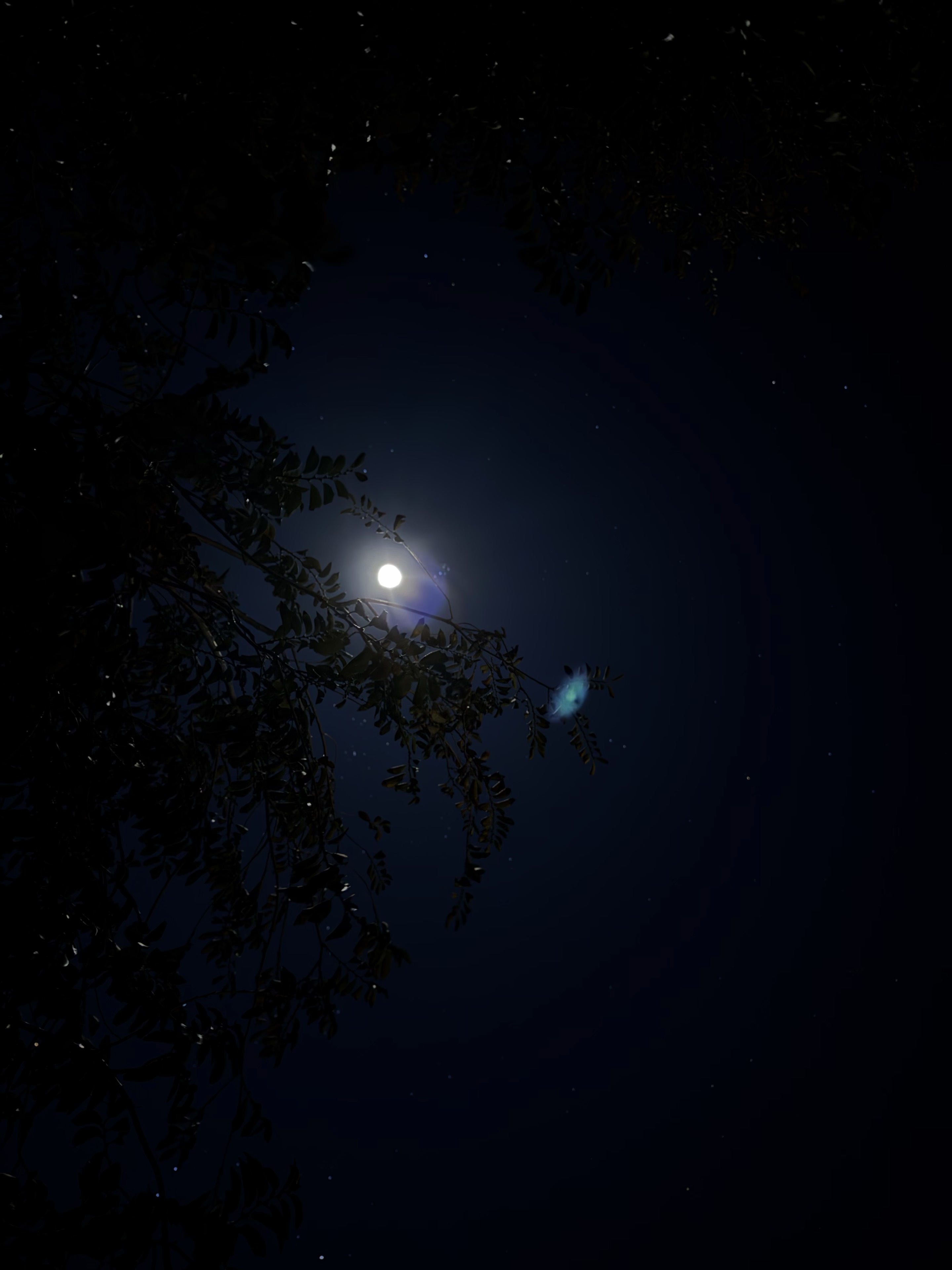 JC’s photograph of the moon shining through dark branches against a deep blue sky.